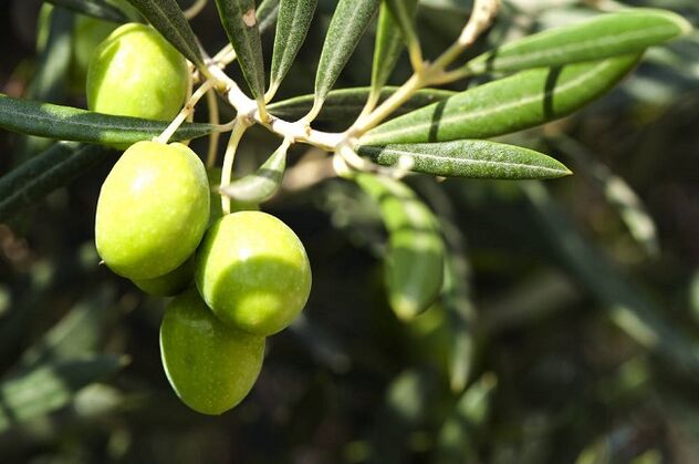 benefits of eating olives on a ketogenic diet